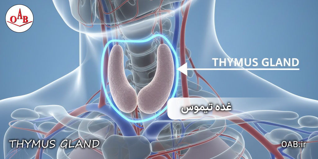 غده-تیموس-چیست؟-OAB